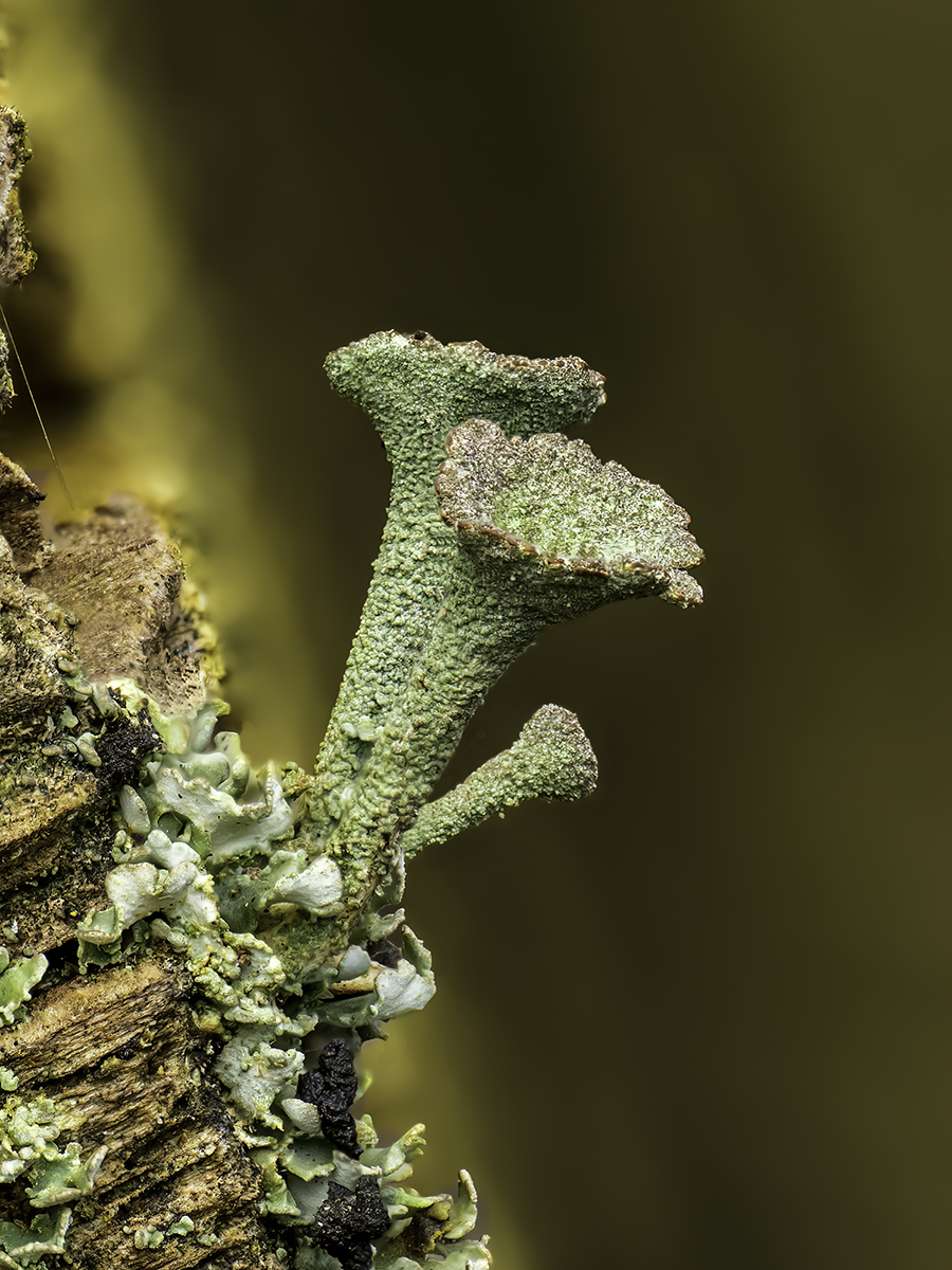 Cladonia fimbriata.jpg