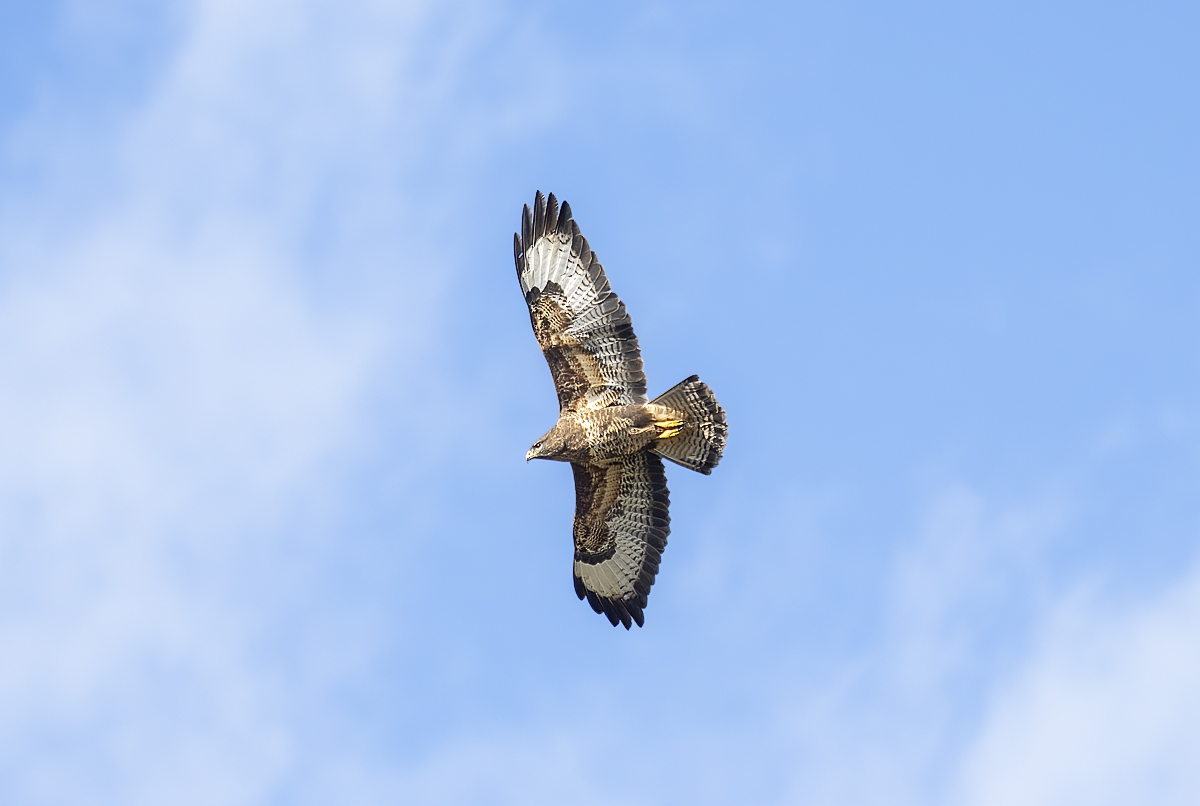 Bussard01 (1 von 1).jpg