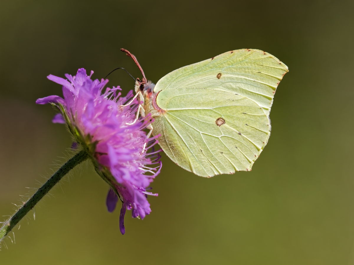 MF_Zitronenfalter (Gonepteryx rhamni)_170720_IMG_9553.jpg