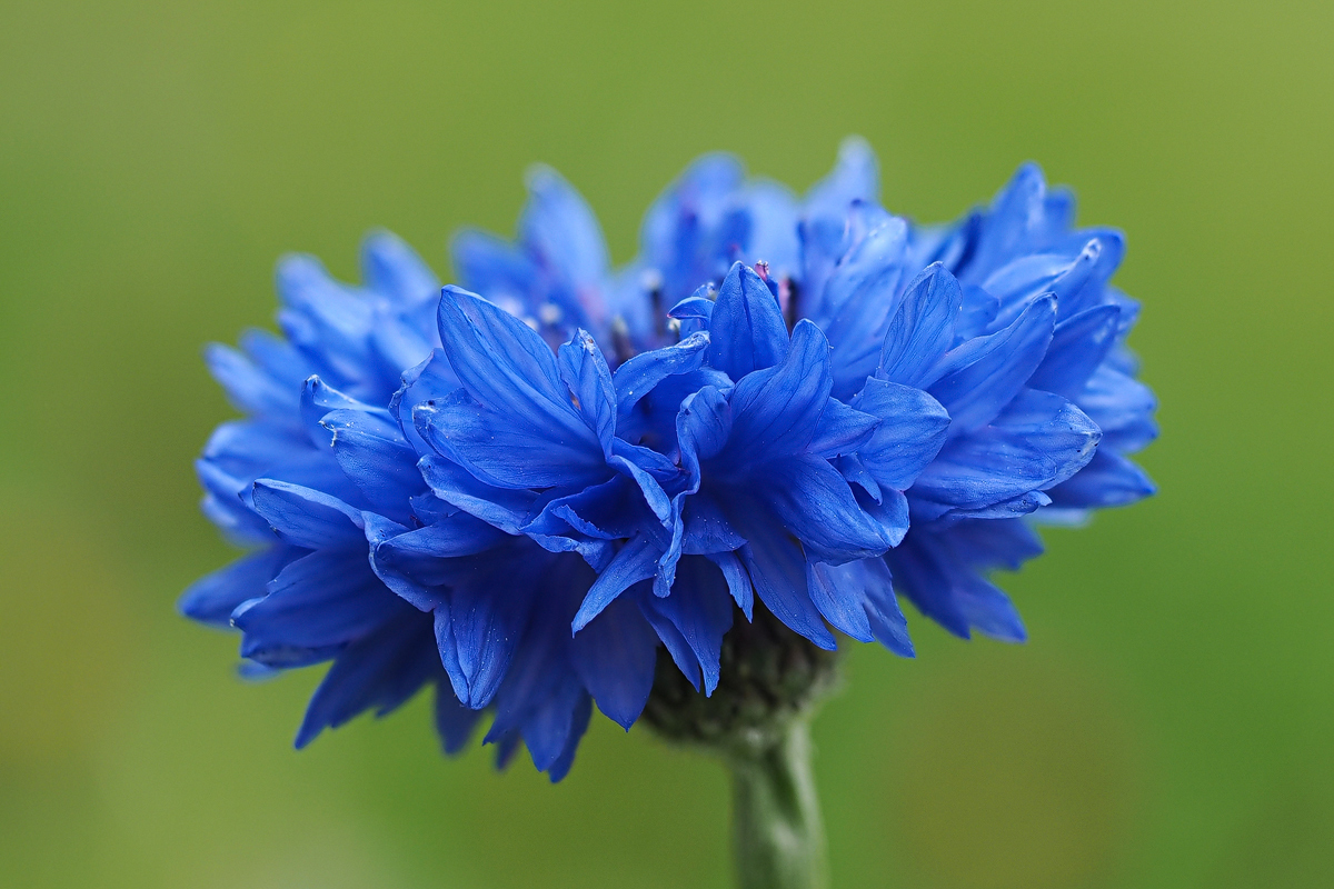 P6030401-1-Kornblume-verkl-St.jpg