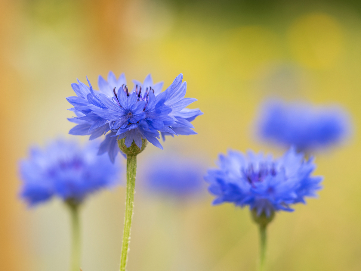 P6200157-1-Kornblume-eigener-Garten.jpg