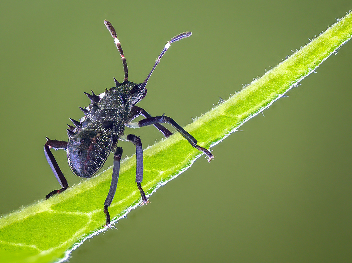 Halyomorpha halys.jpg