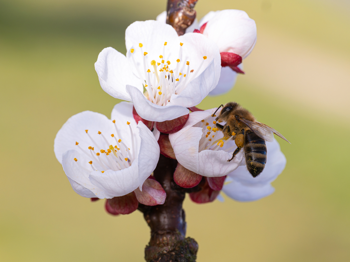 P3210413-Honigbiene-auf-Aprikosenblüte.jpg