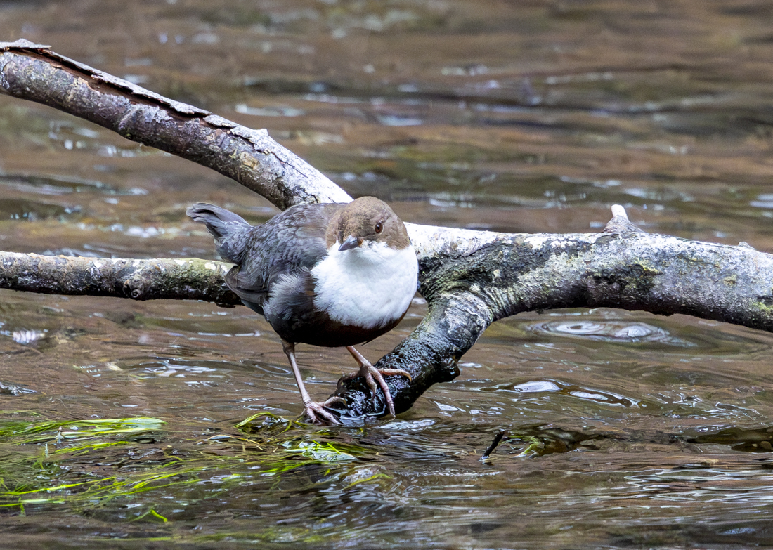 Wasseramsel_Test.jpg