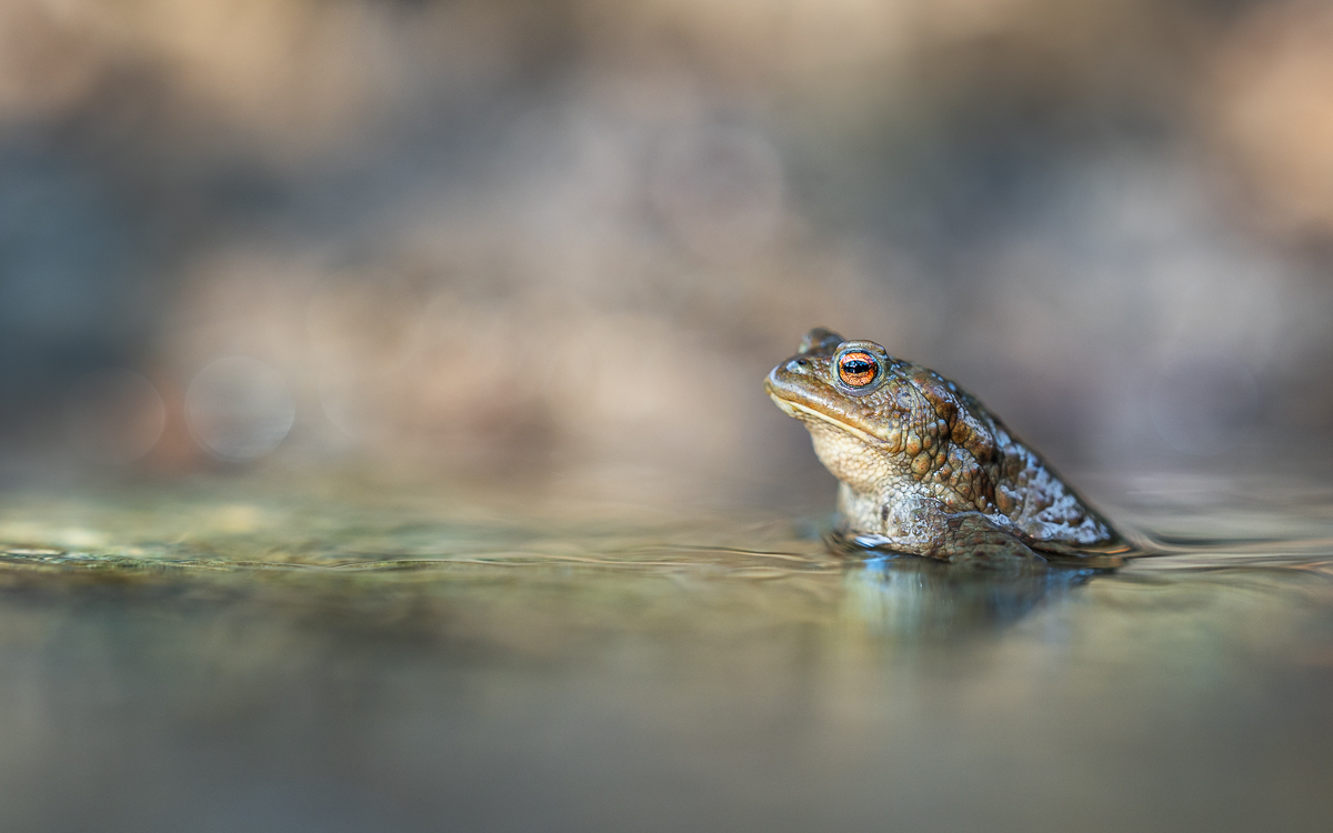 DSC_4694-1-4.jpg