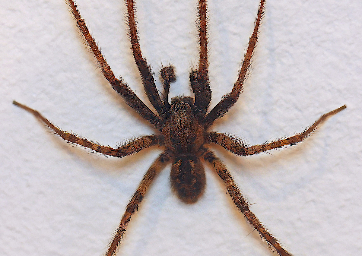 _MG_7280_Winkelspinne_Forum_III_Ausschnitt.JPG