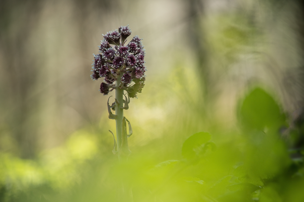 20250403-125646-004-(HL)-OWeiler-Rote-Pestwurz-Petasites-hybridus).jpg