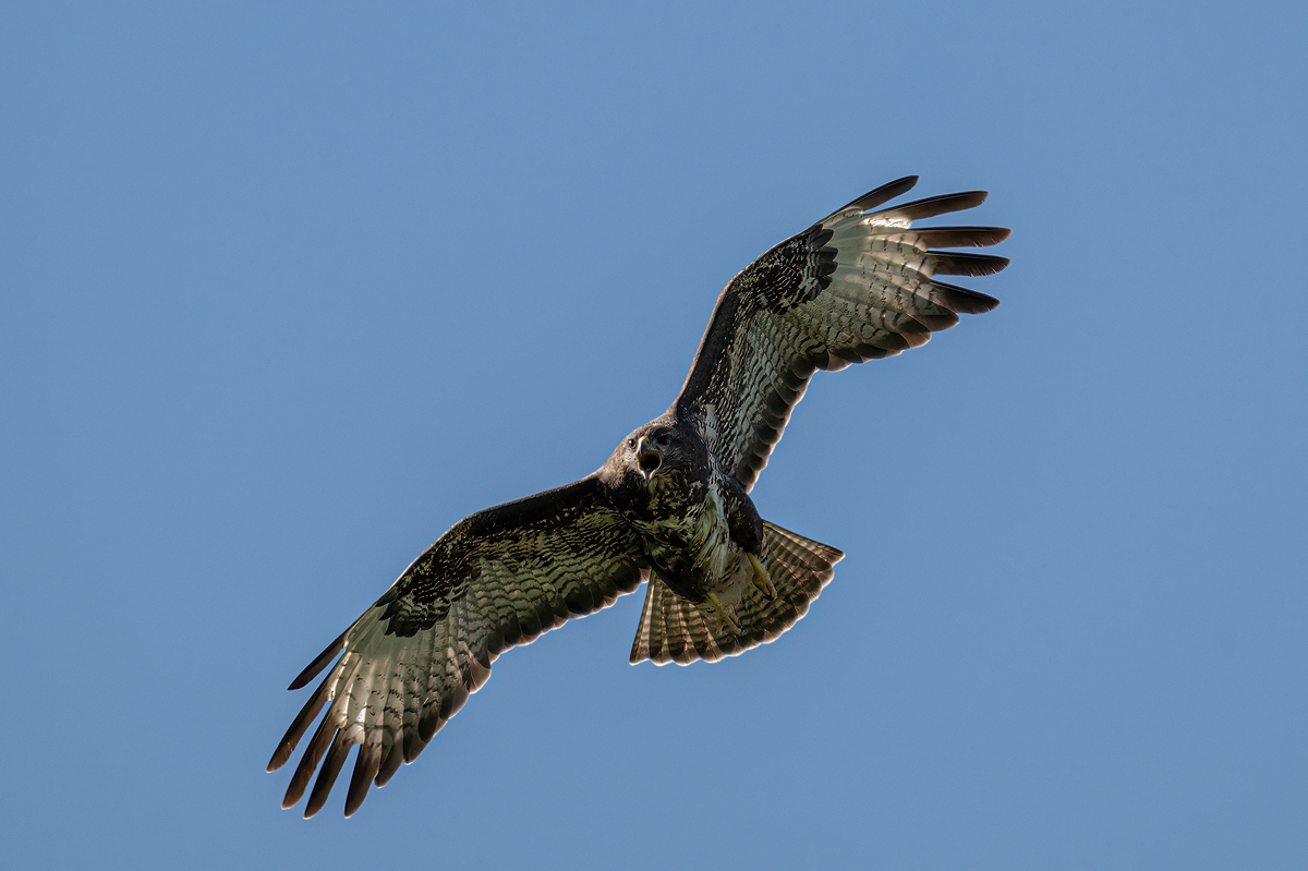 Mäusebussard 71a 2025.jpg