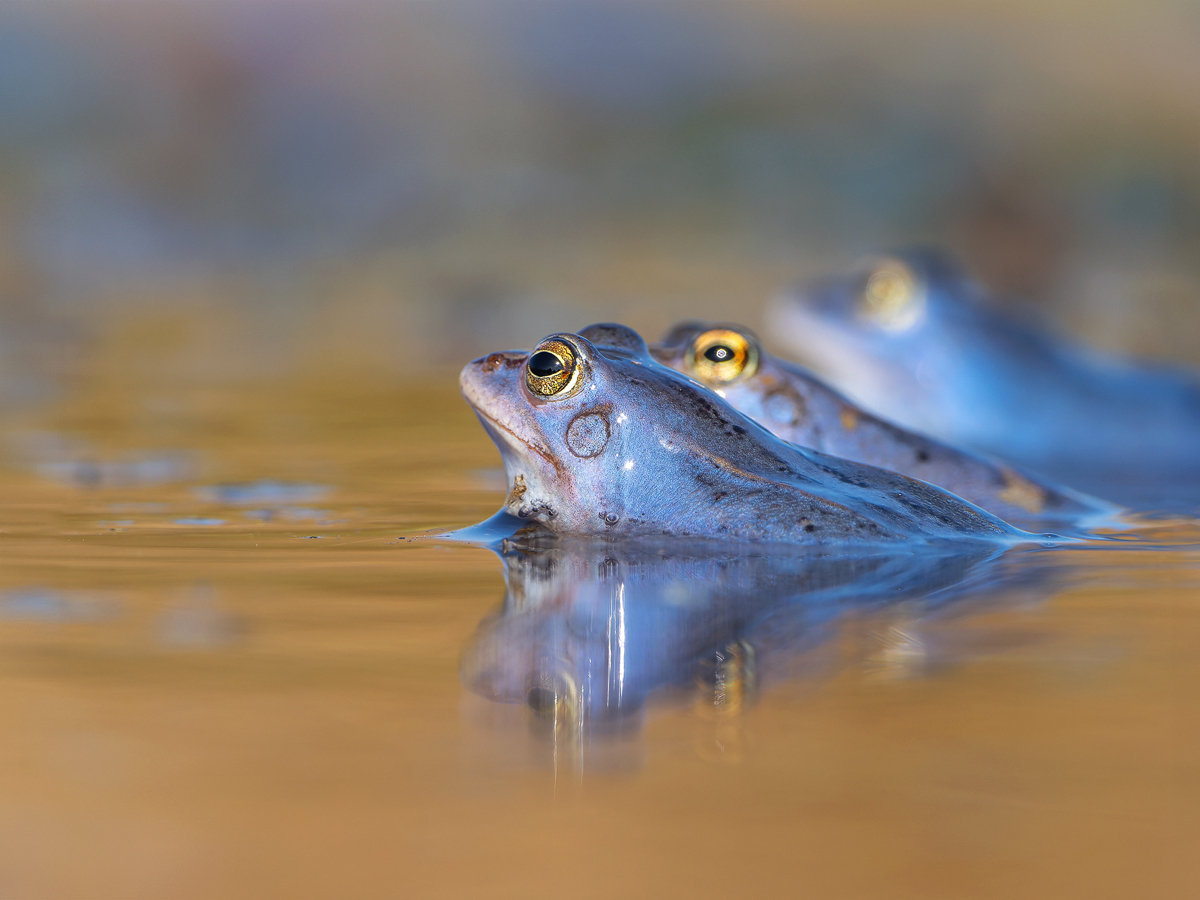 Moorfrosch-Trilogie.jpg