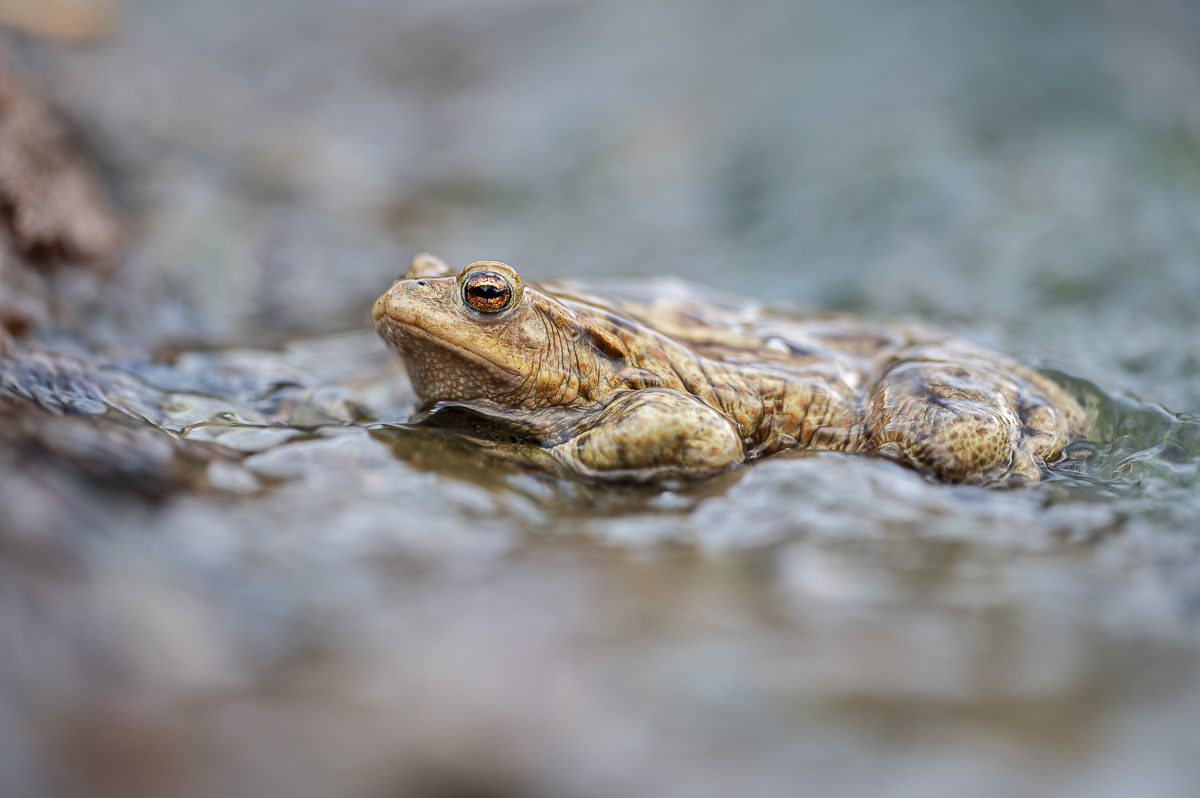 Bufo bufo-.jpg