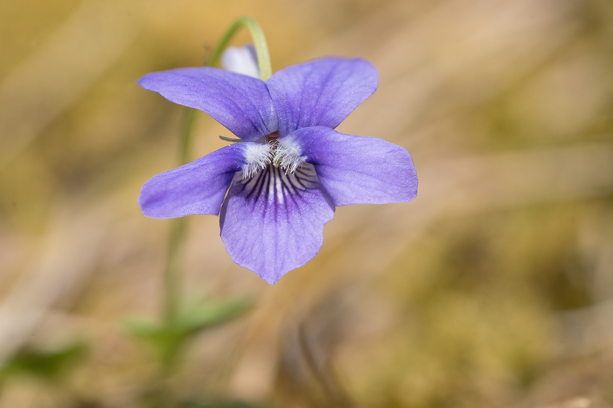 20250422-141910-001-bis-141912-006-(HL)-Lattnerwald-Veilchen-Viola-spec-Vers2.jpg