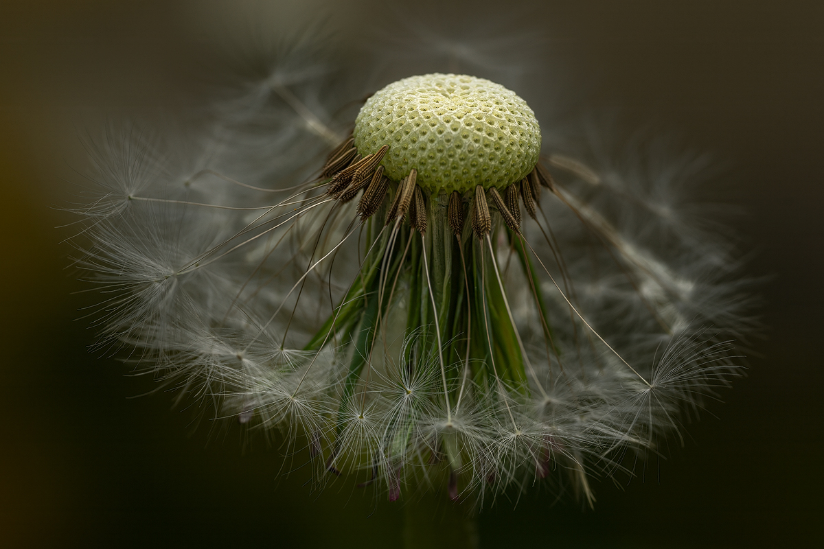 Pusteblume 2a 2025.jpg