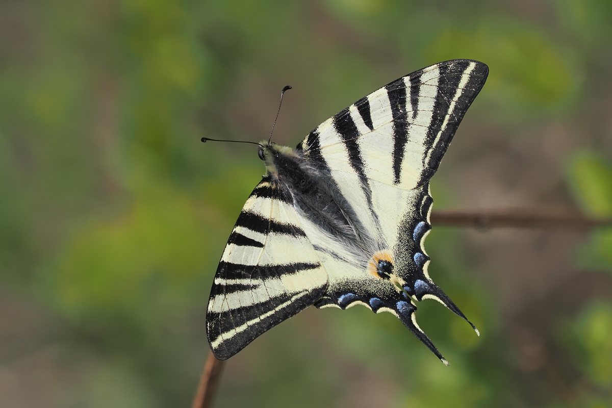 segel-stack-4118978-83.jpg