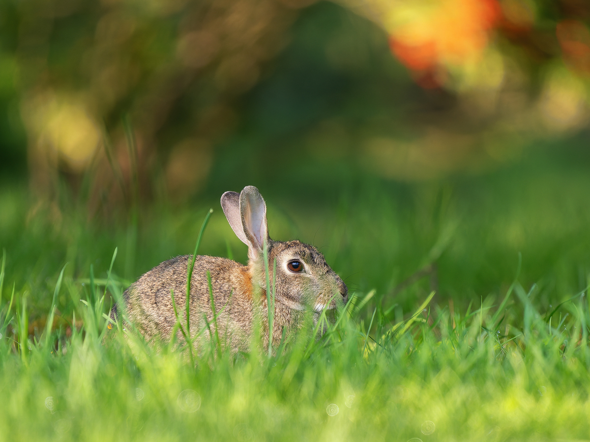 Wildkaninchen.jpg