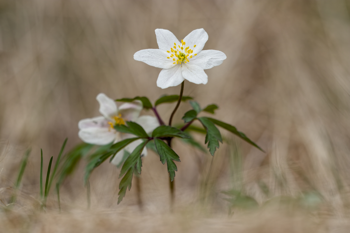 MF_Busch-Windröschen (Anemone nemorosa)_250418_IMG_6756.jpg