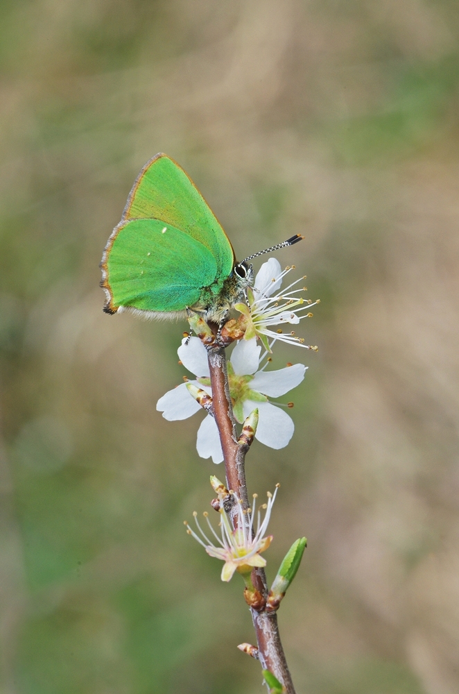 IMGP1432a1000-breinig.JPG
