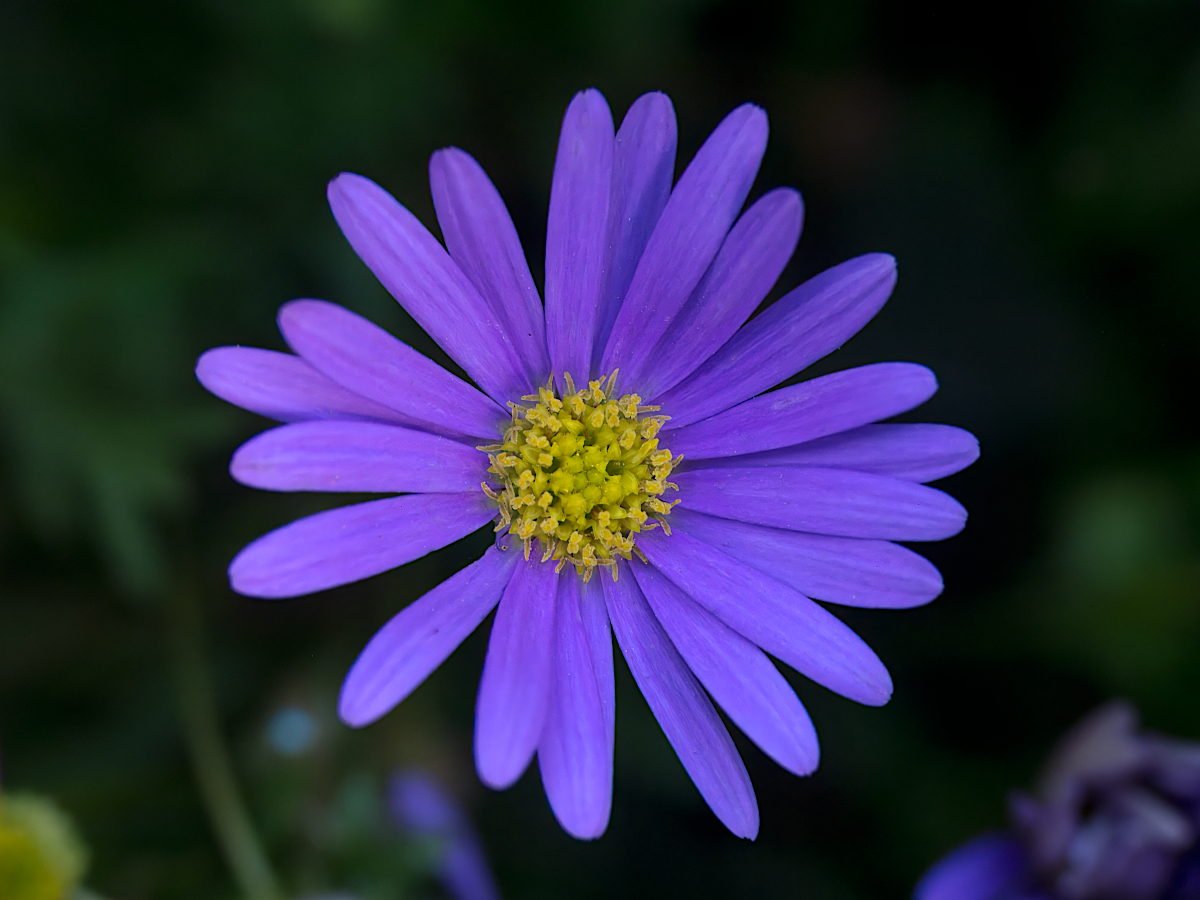P1160209-blaues_Gänseblümchen_1200dpi.jpg