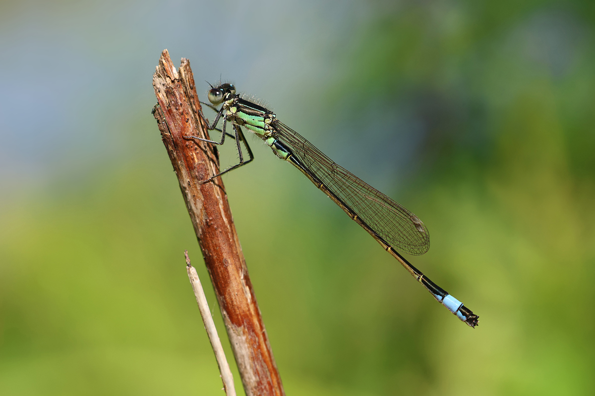 Ischnura elegans_m_8W8A4491_1200.jpg