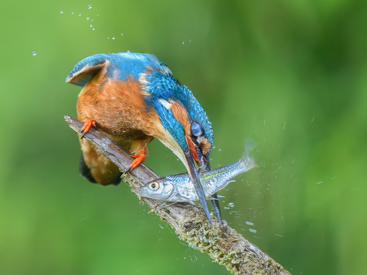 Eisvogel-mit-Fisch.jpg