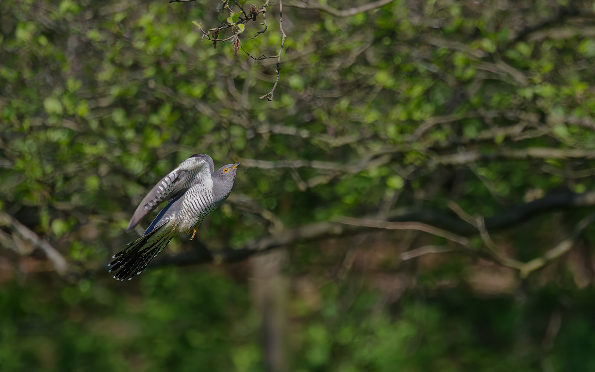 DN4A7293_DxO- Kopieklein.jpg