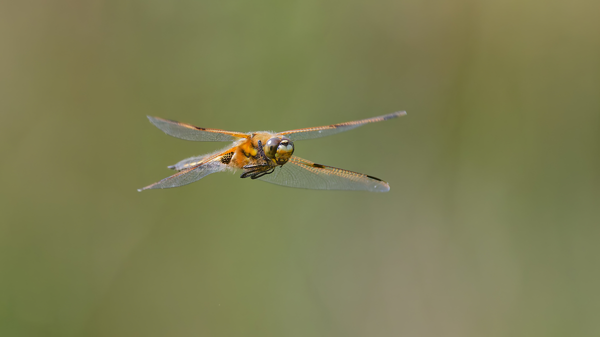 DN4A4397_DxO_DxOklein.jpg