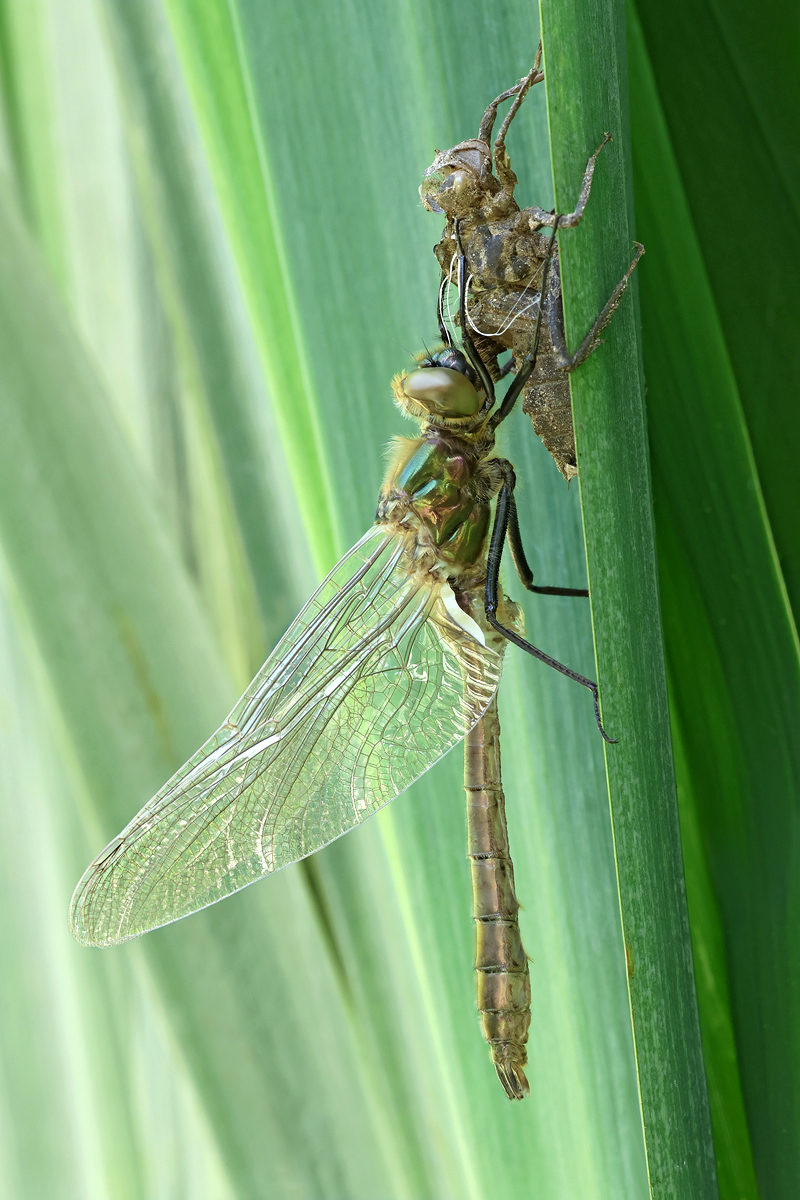 Cordulia aenea_m_8W8A8637_1200b.jpg