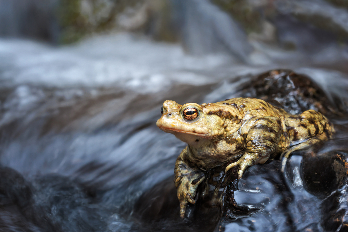 Am Wasserfall MF.jpg