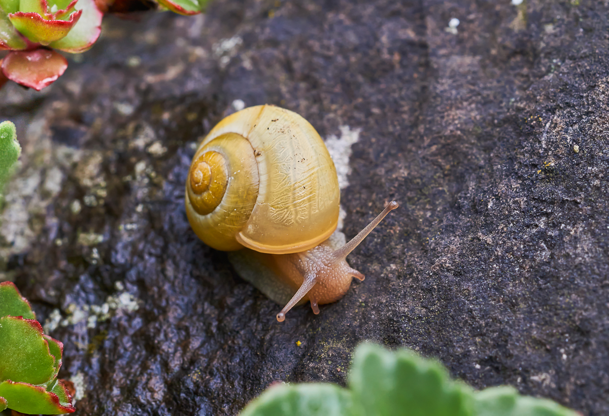 Garten-Bänderschnecke.jpg
