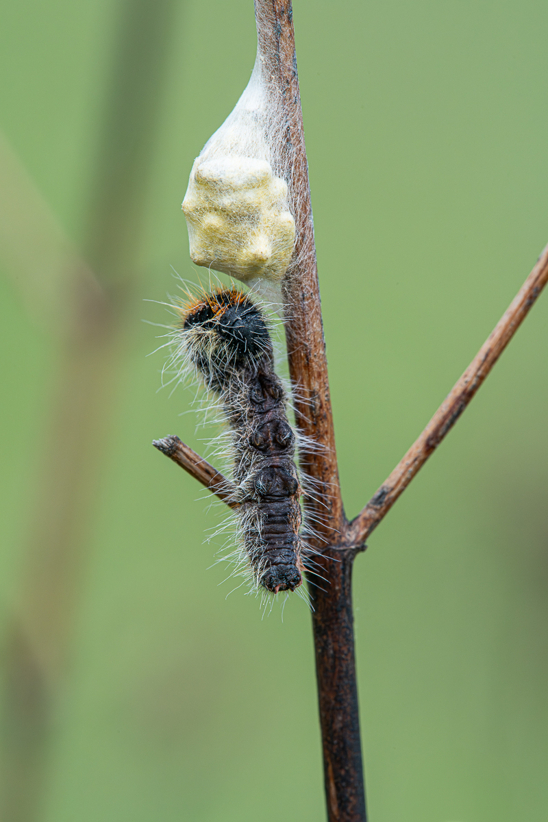 Brackwespen1.jpg