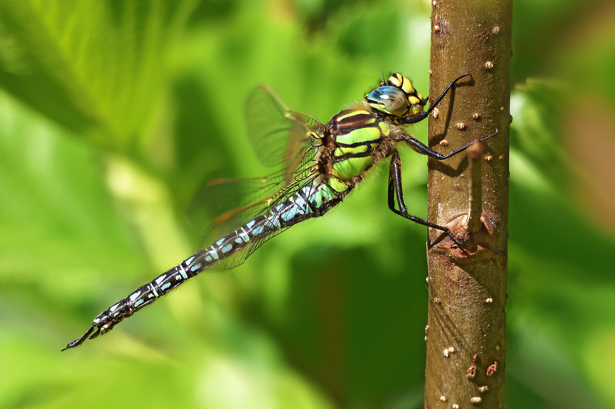 Brachytron pratense_m_8W8A2171_1200.jpg