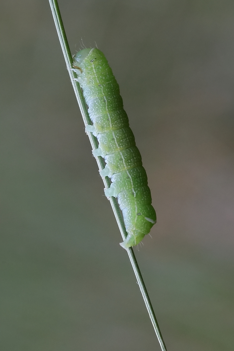 IMG_7541_10prs_orthosia_cerasi.JPG