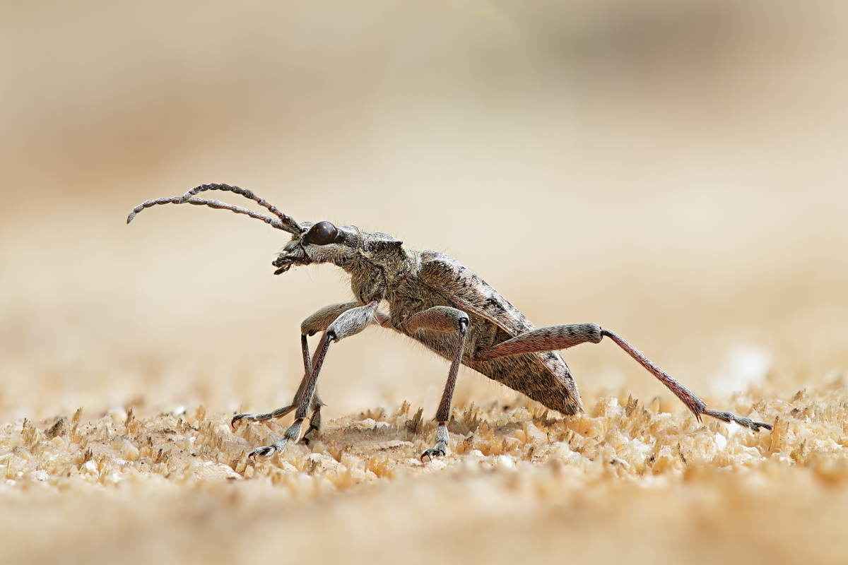 Rhagium inquisitor 02a.jpg