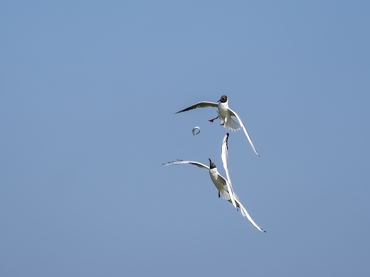 fliegende Fische02.jpg