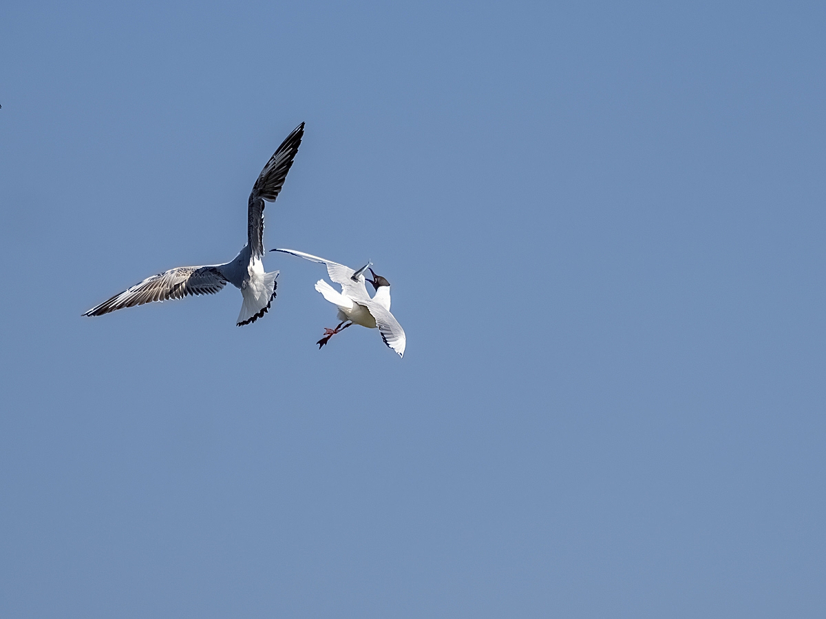 fliegende Fische03.jpg