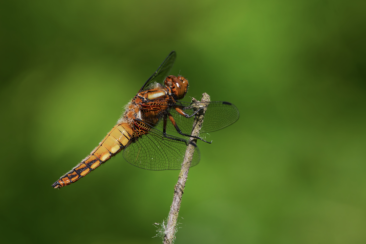 DN4A7312_DxO neuklein.jpg