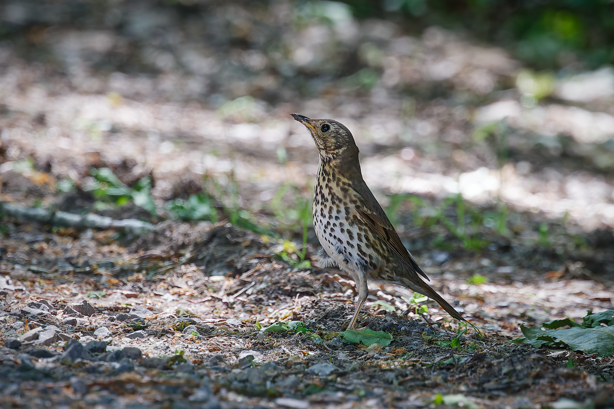 DN4A8706_DxO neuklein.jpg