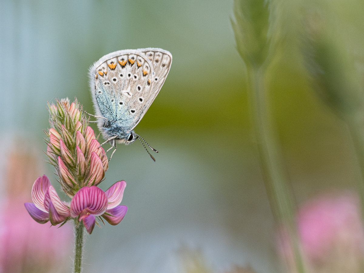 P5131916aus_entf_4_3_1200_900.jpg