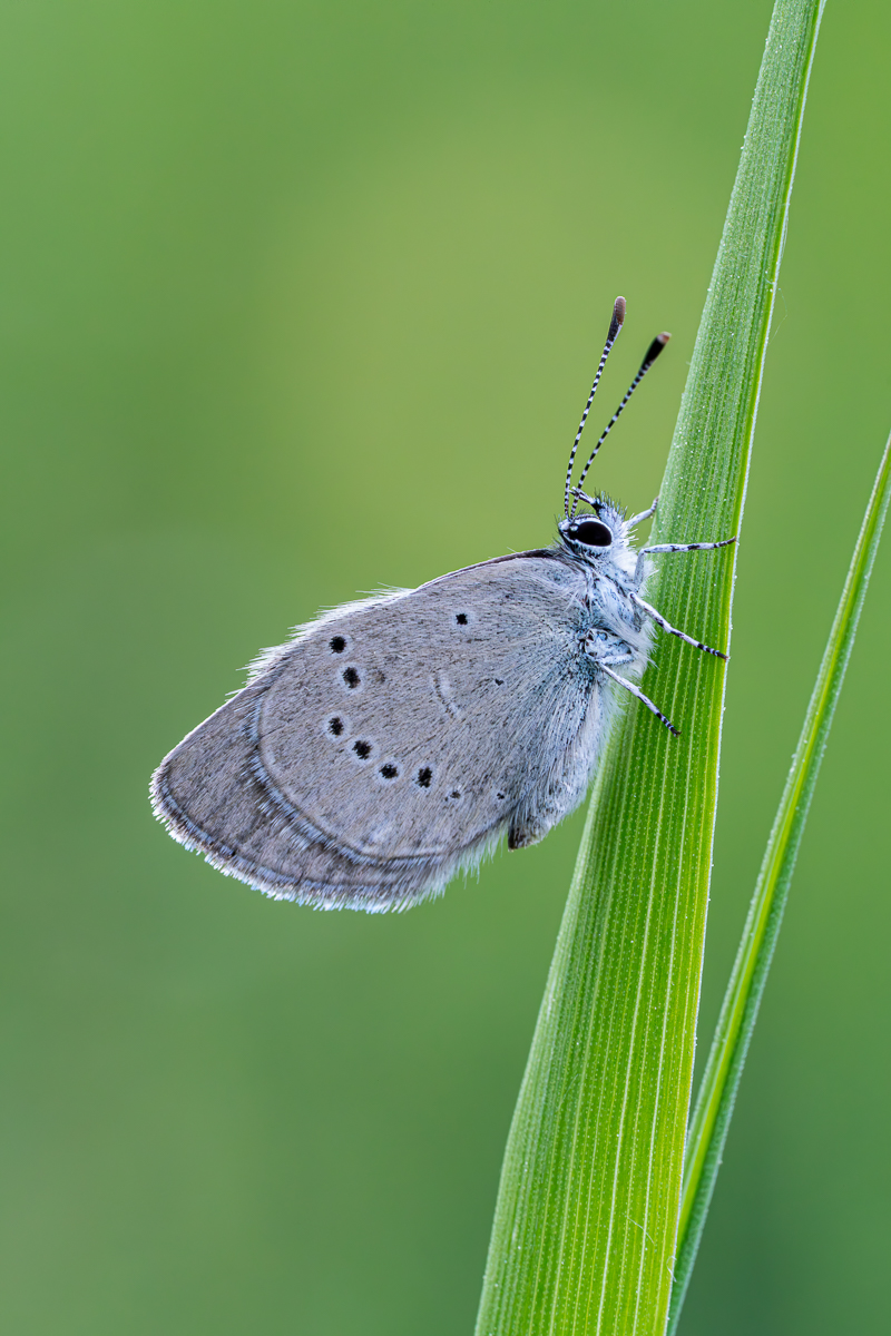 Cupido minimus-Bearbeitet.jpg