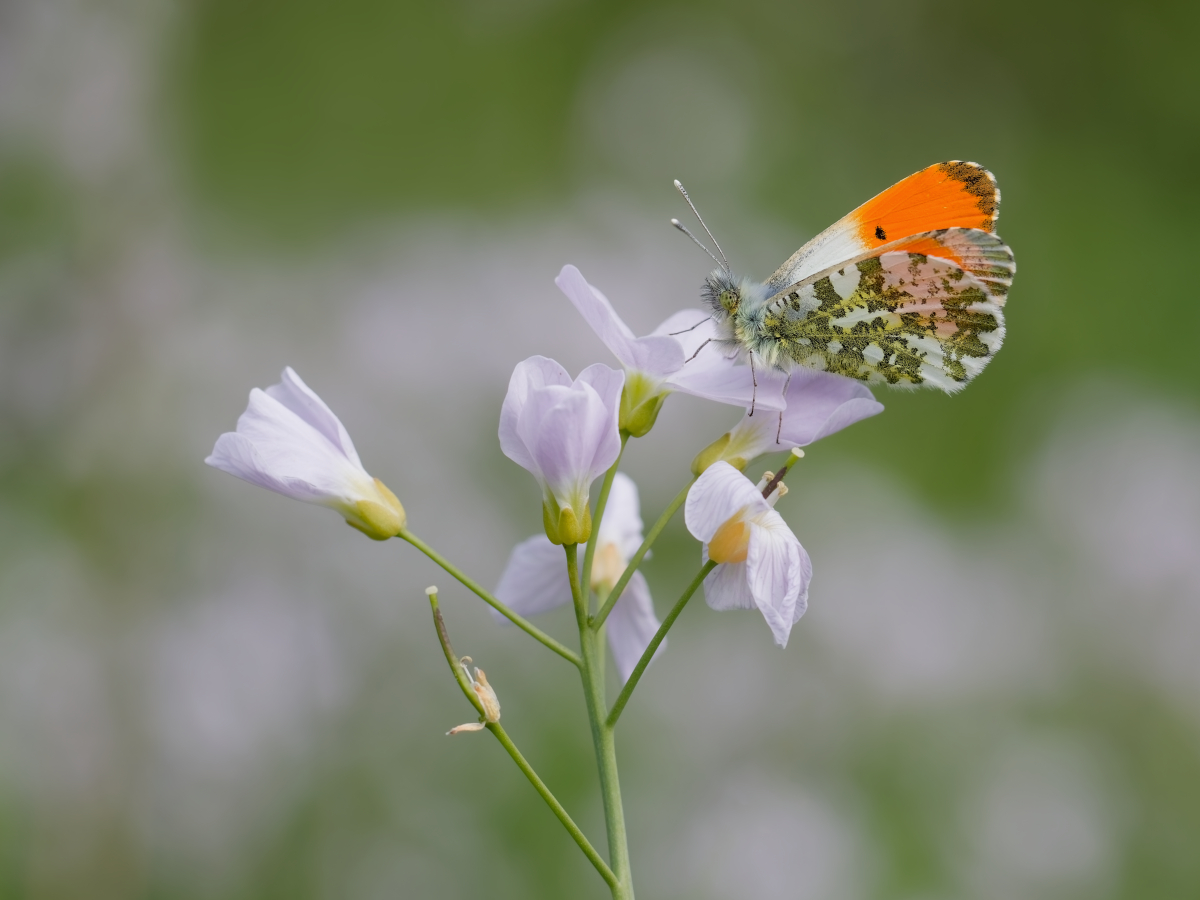 MF_Aurorafalter (Anthocharis cardamines)_250508_IMG_8419.jpg