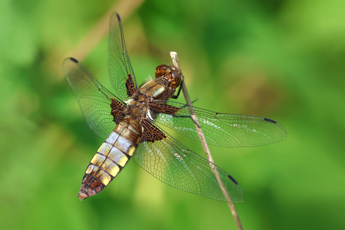 Libellula depressa_f_alt_8W8A6087_1200.jpg