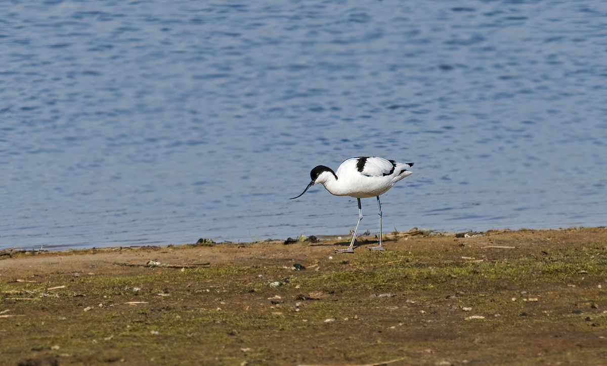 P4291912NP.jpg
