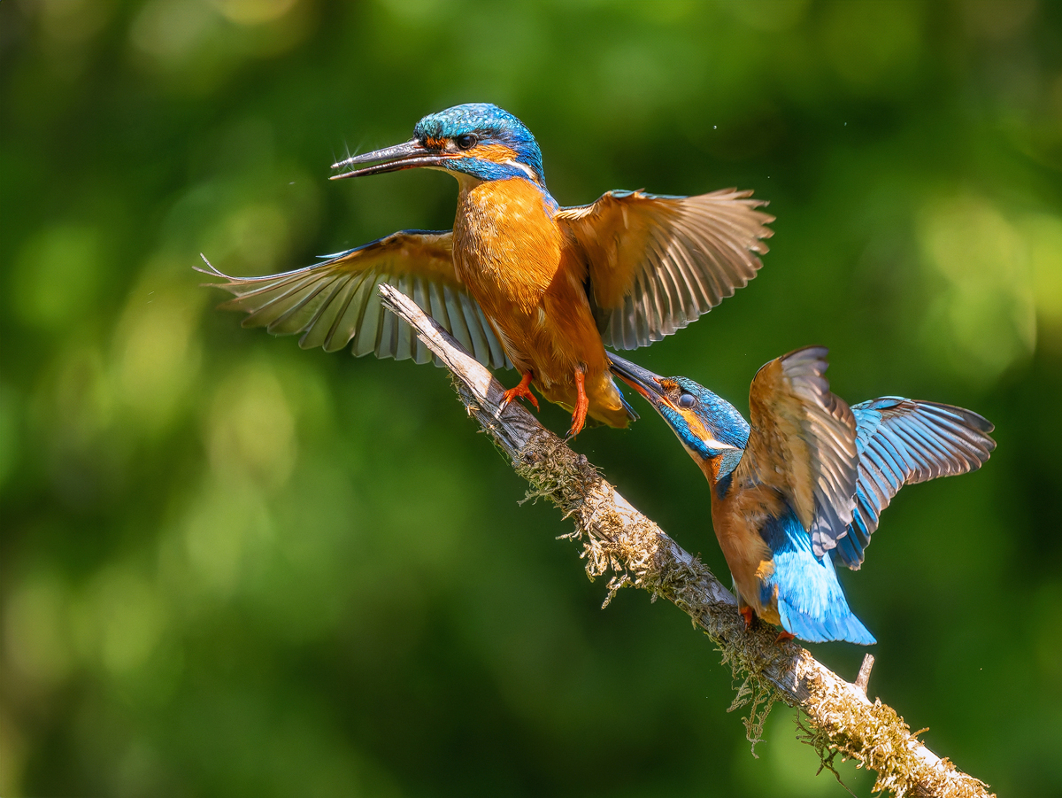 Eisvogel-2-Kopie.jpg