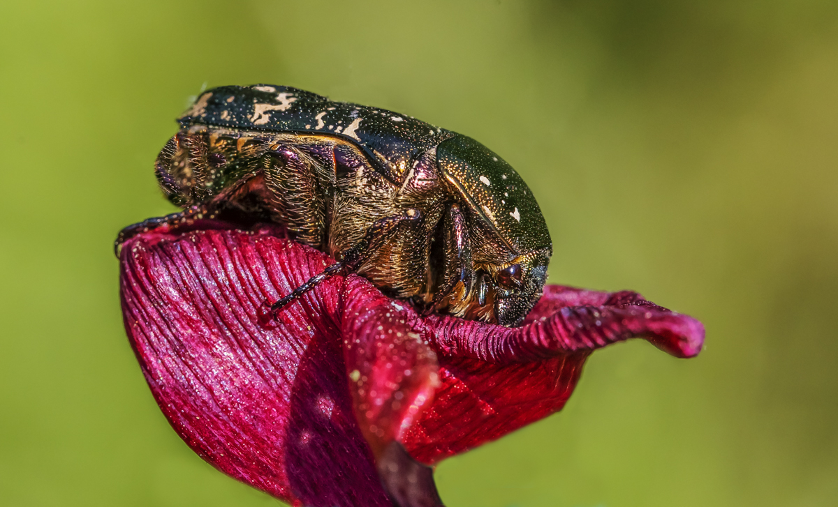 _MG_9197-Bearbeitet-Bearbeitet.jpg