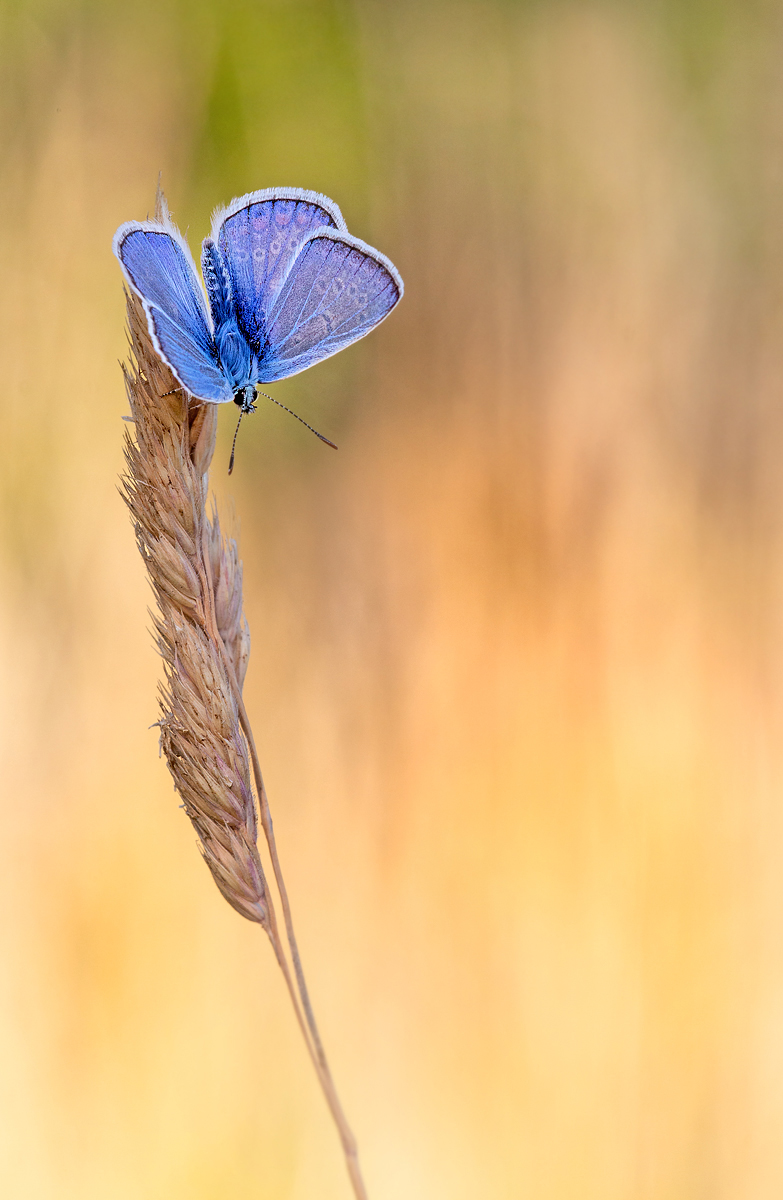 _MG_5640_2.jpg