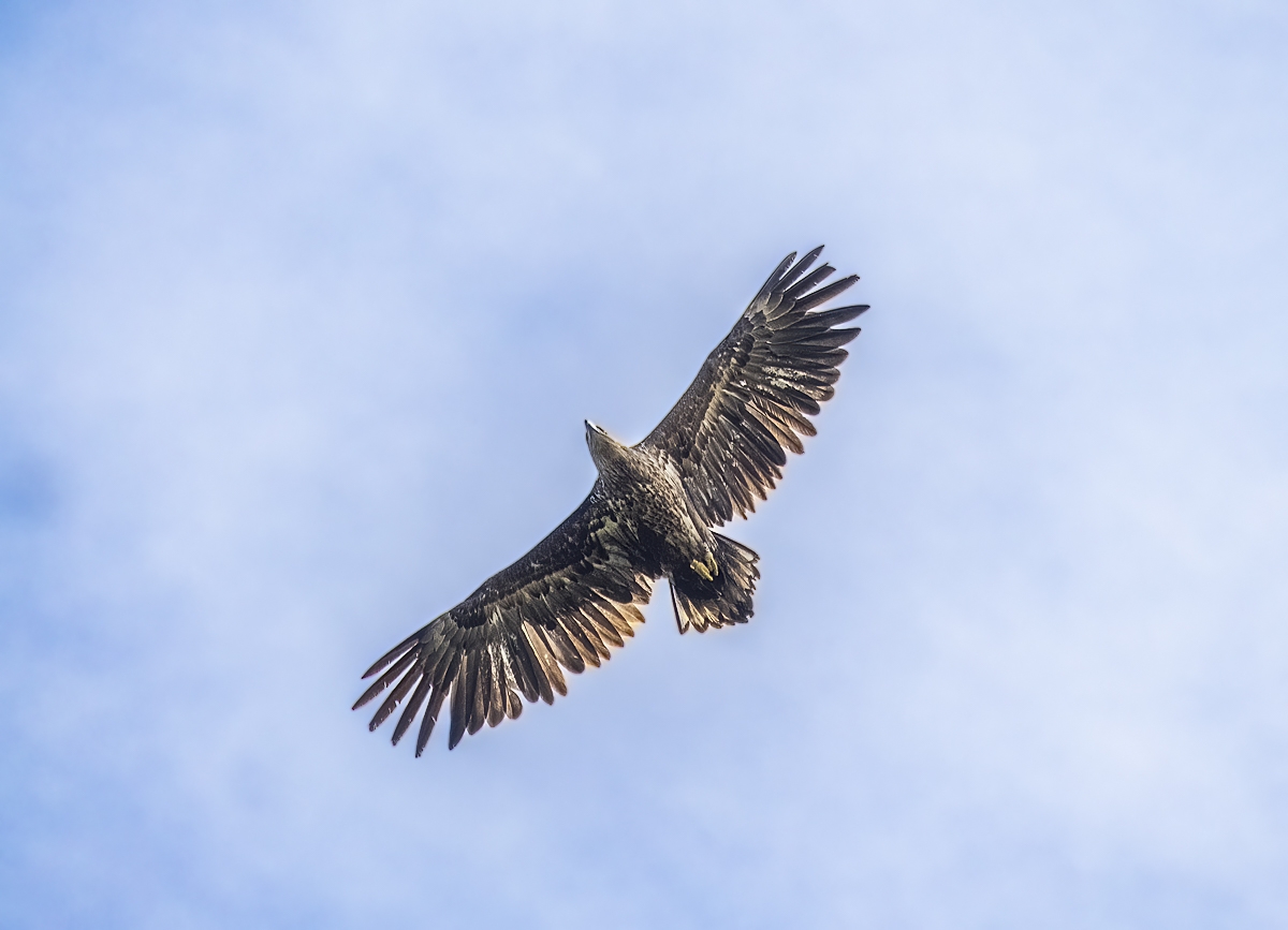 seeadler04.jpg