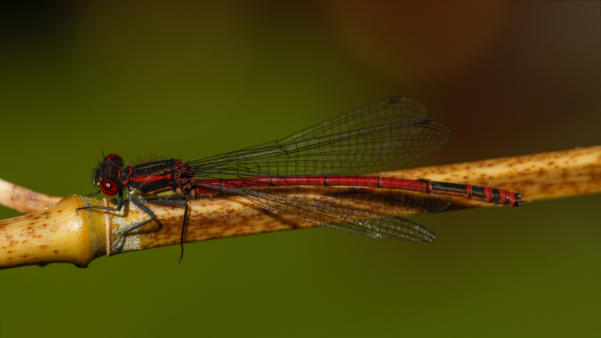 Adonislibelle 11a 2025.jpg