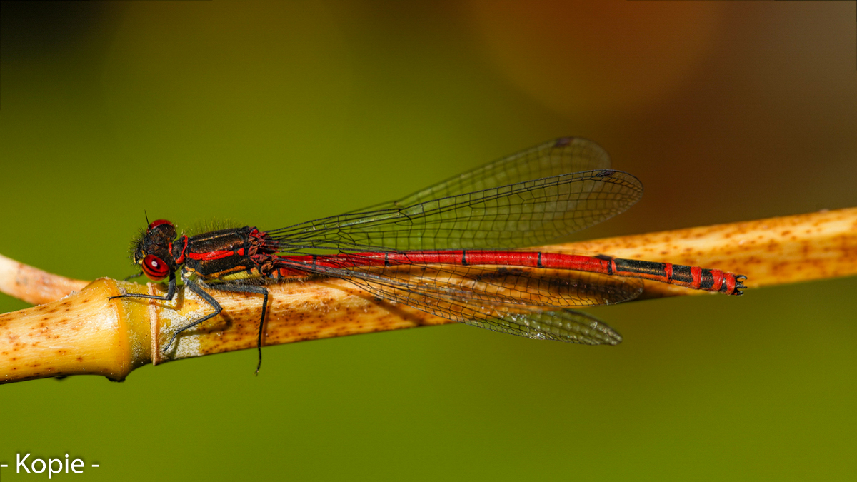 Adonislibelle 11a 2025-2.jpg
