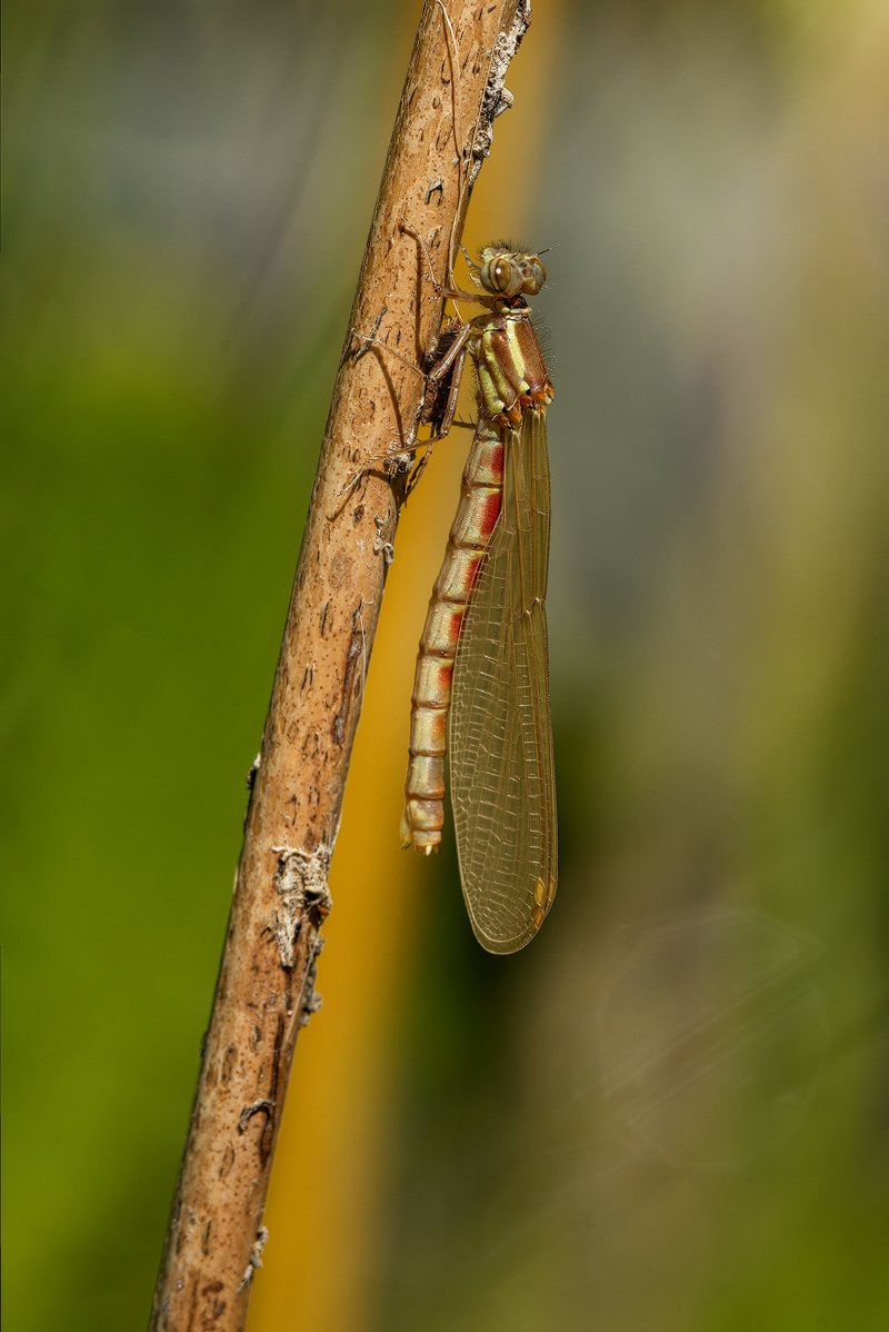 Adonislibelle 21a 2025.jpg