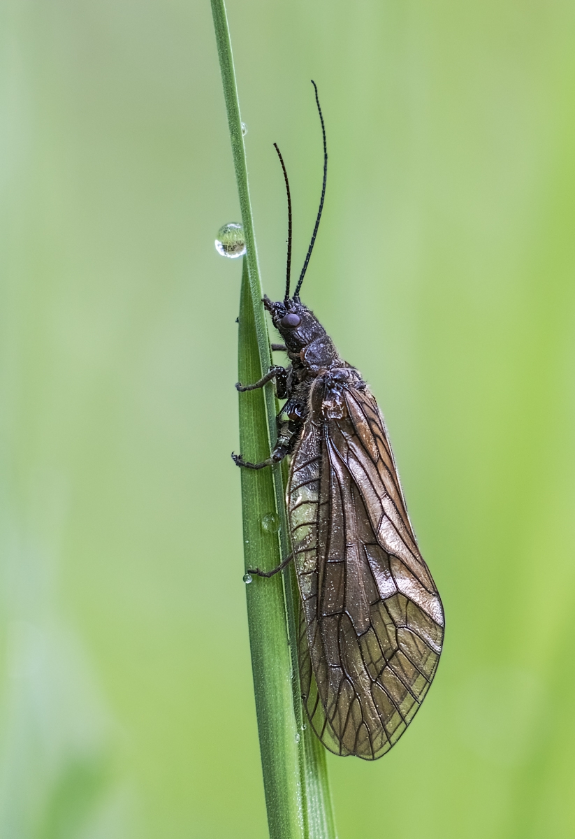 Schlammfliege.jpg