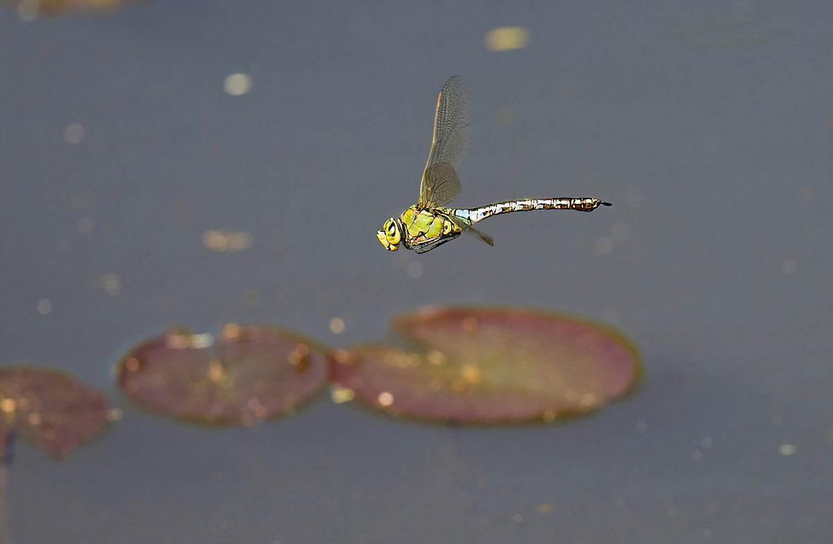 P5308065np.jpg